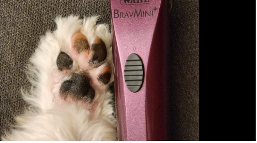 Best Clippers for Poodle Feet OR Paws