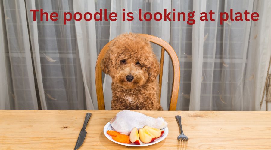 Essential Nutrients for Poodles