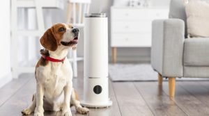 Humidifiers and Your Furry Friend Are They Safe for Dogs
