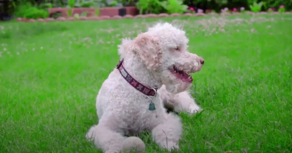 Poodle Temperament and Stubbornness