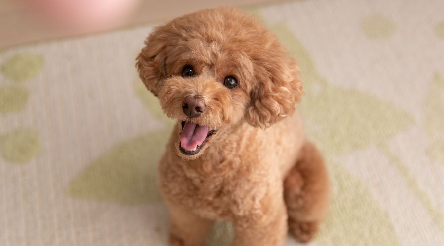 Toy Poodle Breeders in Florida