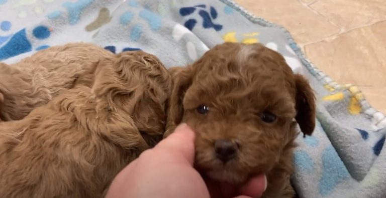 Toy poodles for sale in Michigan