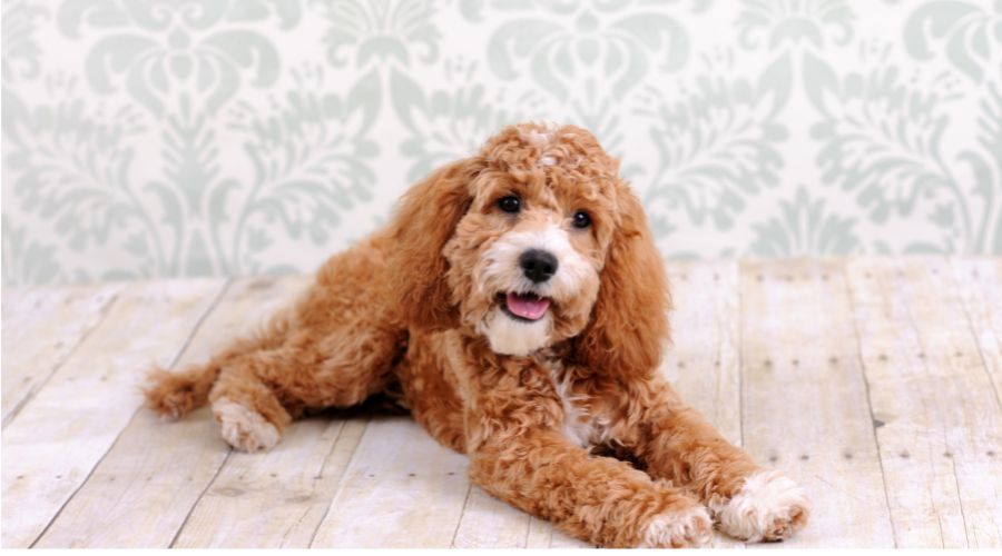 What to Look for in a Reputable Cockapoo Breeder