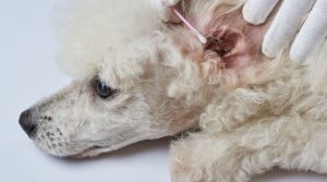 vet is cleaning poodle ear