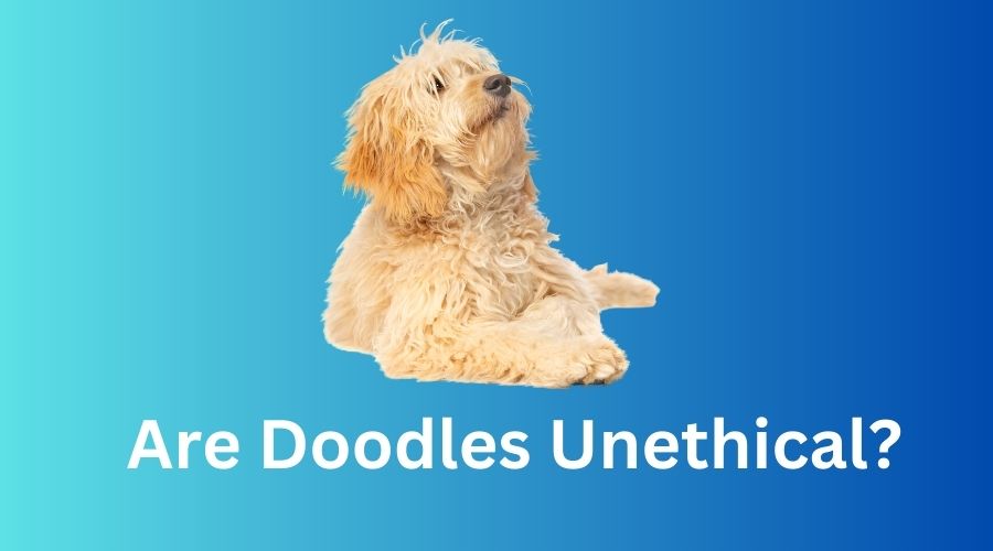 Are Doodles Unethical