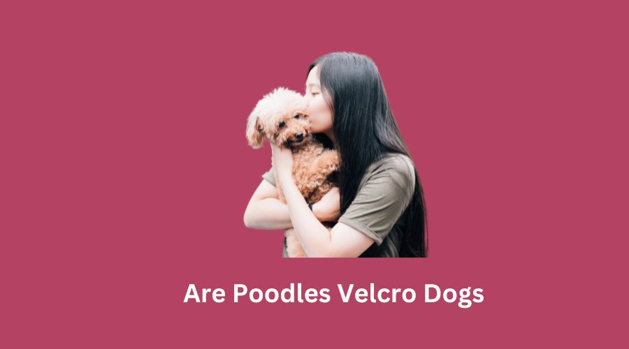 Are Poodles Velcro Dogs