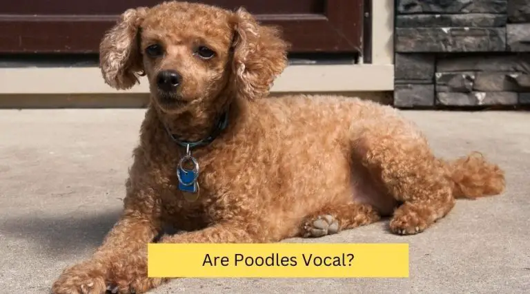 Are Poodles Vocal