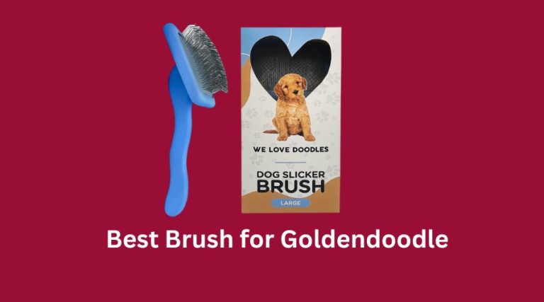 Best Brush for Goldendoodle