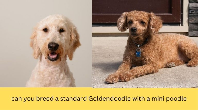 Can You Breed a Standard Goldendoodle With a Mini Poodle 1