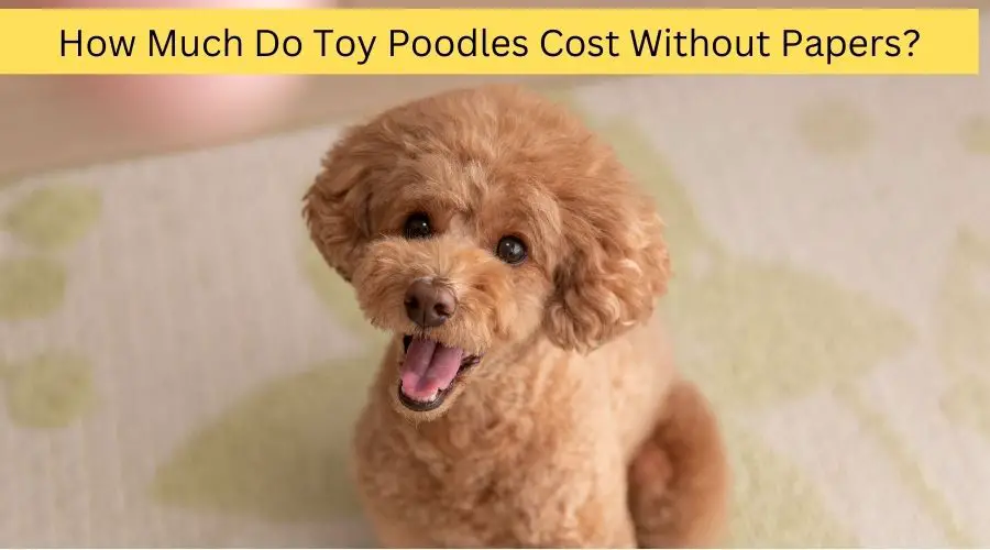 How Much Do Toy Poodles Cost Without Papers?