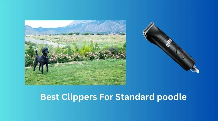best clippers for standard poodle