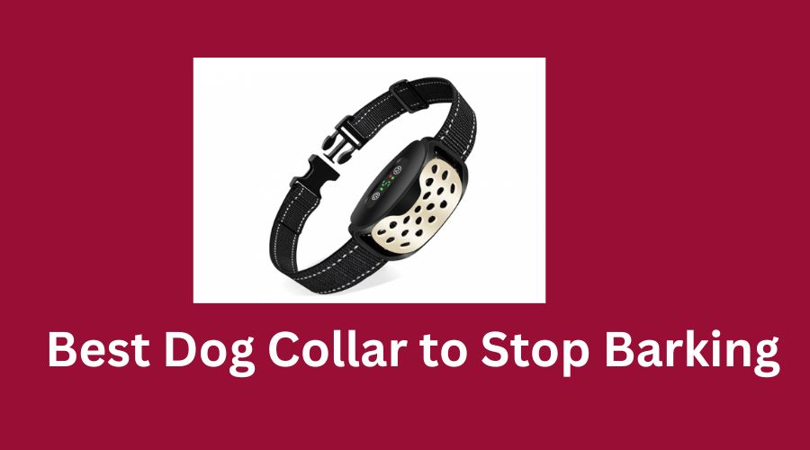 best dog collar to stop barking