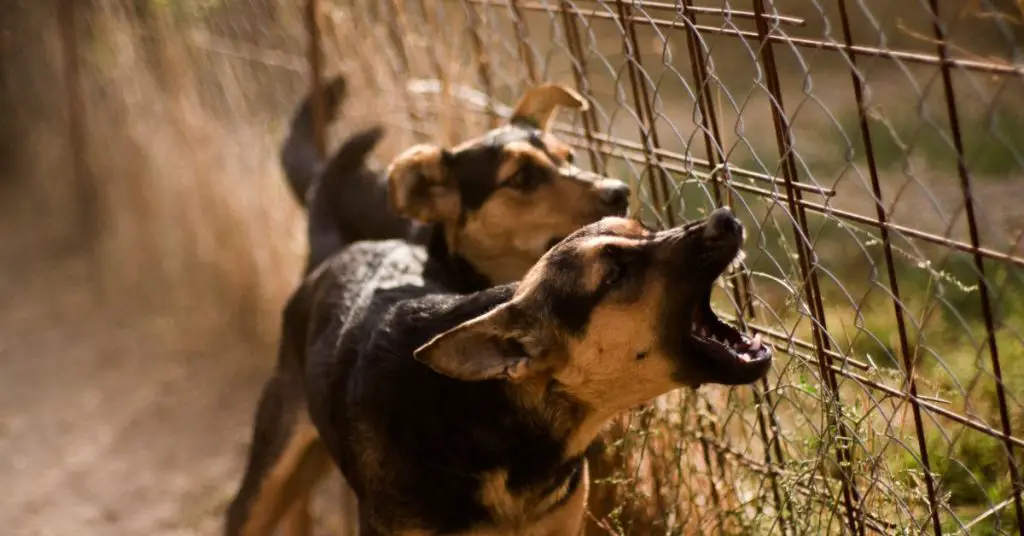 Can Dog Barking Cause Hearing Loss