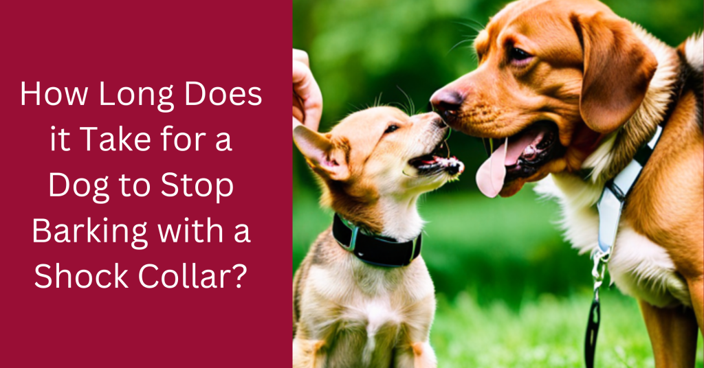 How Long Does it Take for a Dog to Stop Barking with a Shock Collar