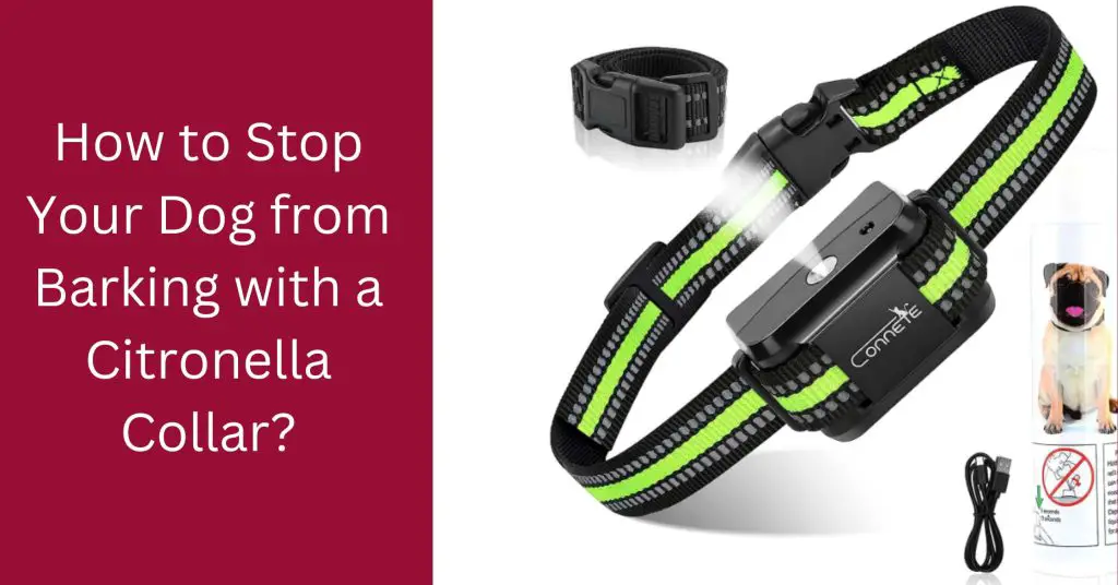 How To Stop Your Dog From Barking With A Citronella Collar?