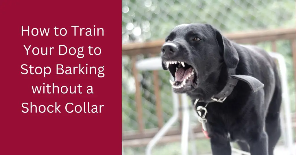 How to Train Your Dog to Stop Barking without a Shock Collar