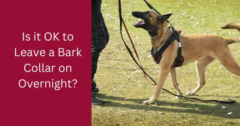 Is it OK to Leave a Bark Collar on Overnight
