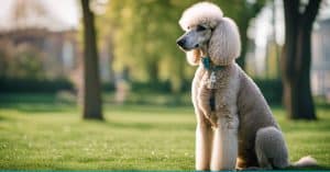 How Long Do Standard Poodles Live: Tips For A Longer Life