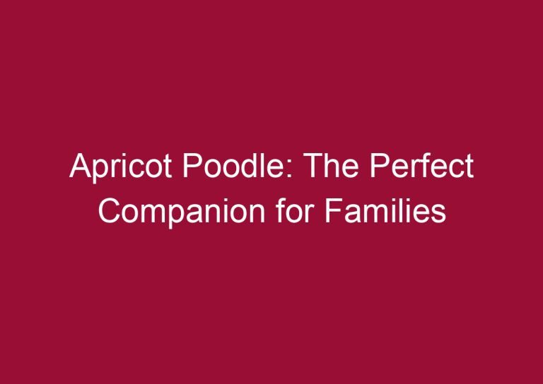 apricot poodle the perfect companion for families 3294
