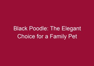 black poodle the elegant choice for a family pet 3438