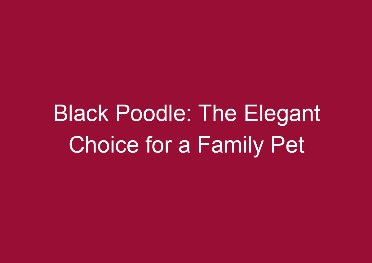 black-poodle-the-elegant-choice-for-a-family-pet