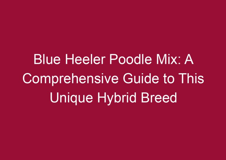 blue heeler poodle mix a comprehensive guide to this unique hybrid breed 3339