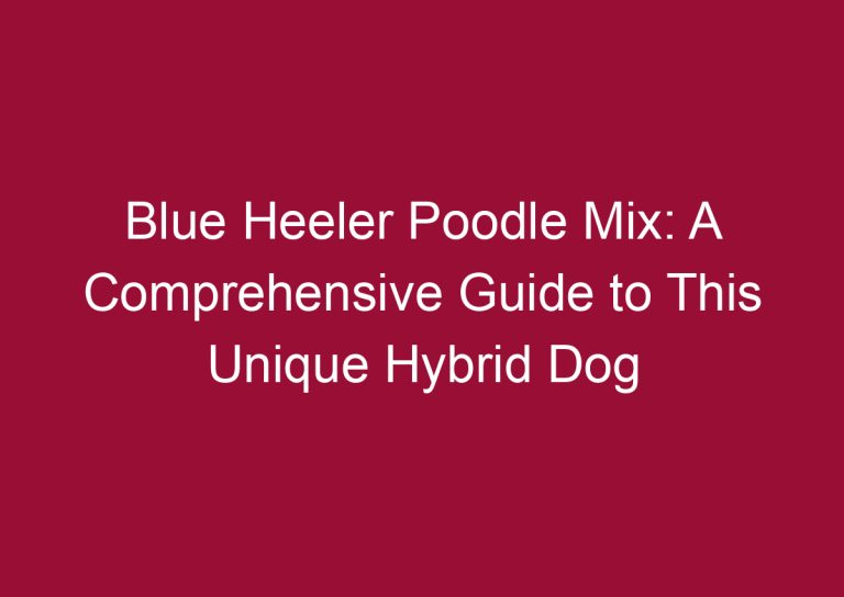 blue heeler poodle mix a comprehensive guide to this unique hybrid dog 3338