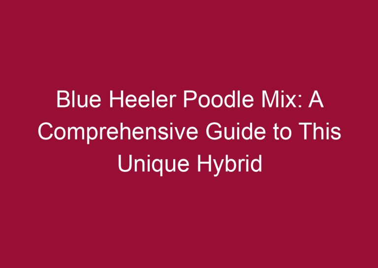 blue heeler poodle mix a comprehensive guide to this unique hybrid 3340