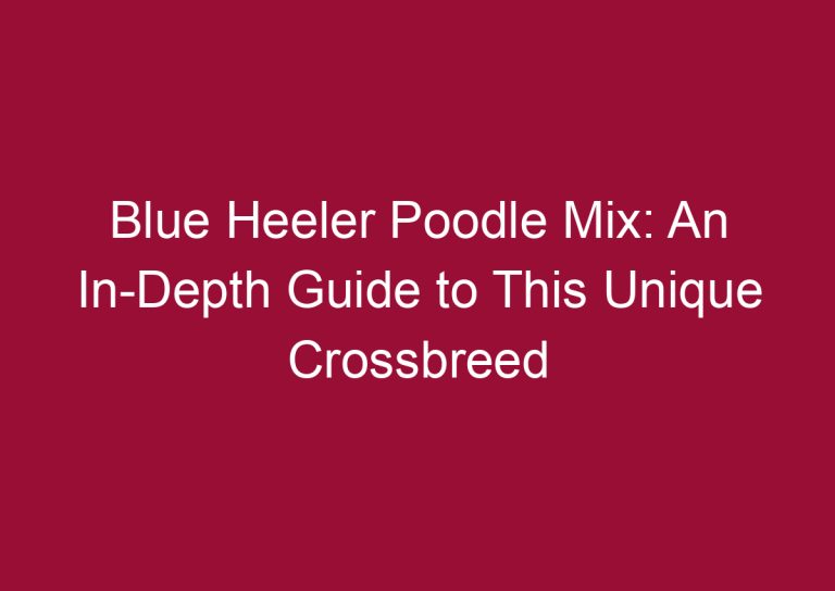 blue heeler poodle mix an in depth guide to this unique crossbreed 3341
