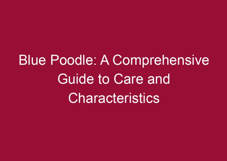 blue poodle a comprehensive guide to care and characteristics 3322