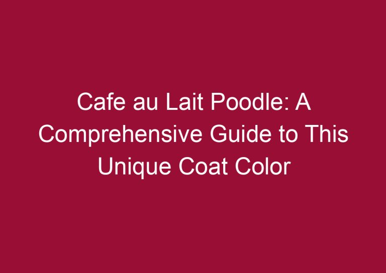 cafe au lait poodle a comprehensive guide to this unique coat color 3288