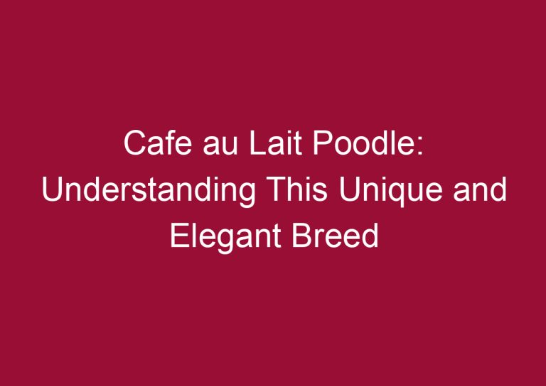 cafe au lait poodle understanding this unique and elegant breed 3331