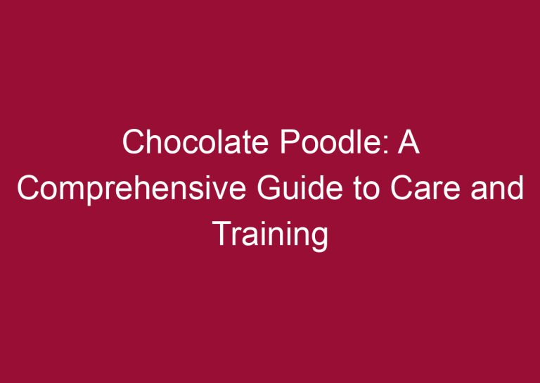 chocolate poodle a comprehensive guide to care and training 3334