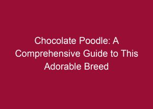 chocolate poodle a comprehensive guide to this adorable breed 3439