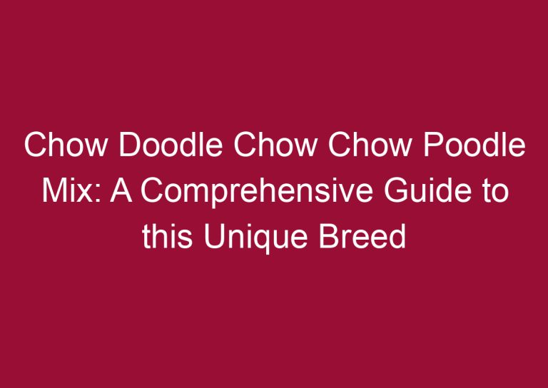 chow doodle chow chow poodle mix a comprehensive guide to this unique breed 3318