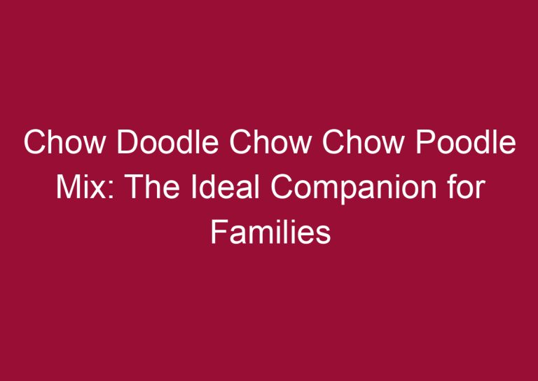 chow doodle chow chow poodle mix the ideal companion for families 3345