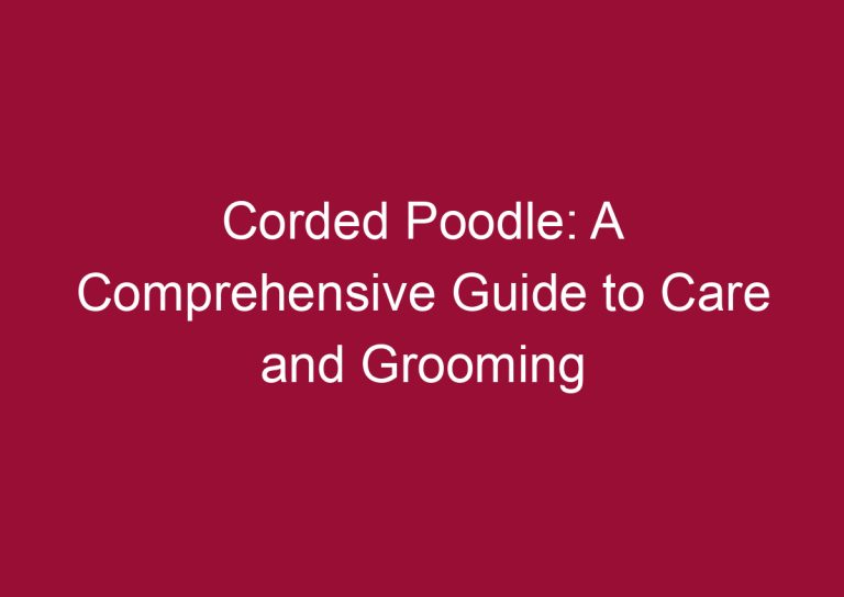 corded poodle a comprehensive guide to care and grooming 3324