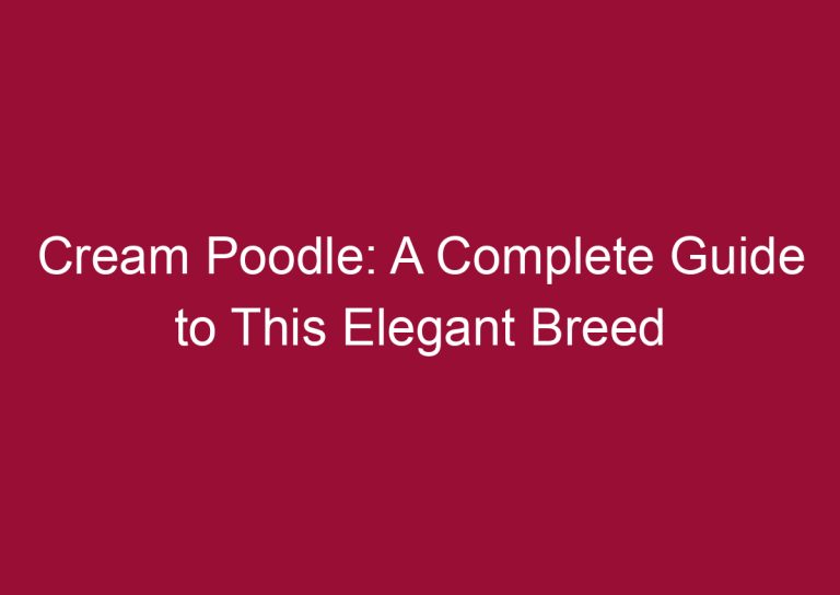 cream poodle a complete guide to this elegant breed 3326