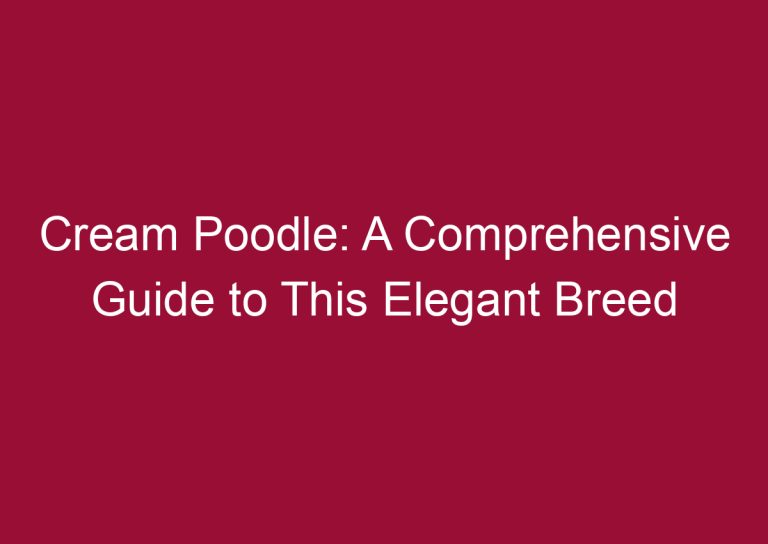 cream poodle a comprehensive guide to this elegant breed 3291