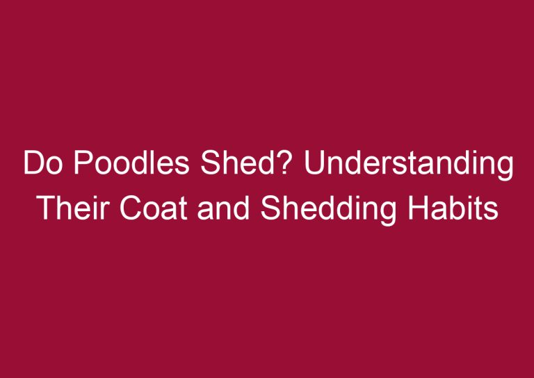 do poodles shed understanding their coat and shedding habits 3323