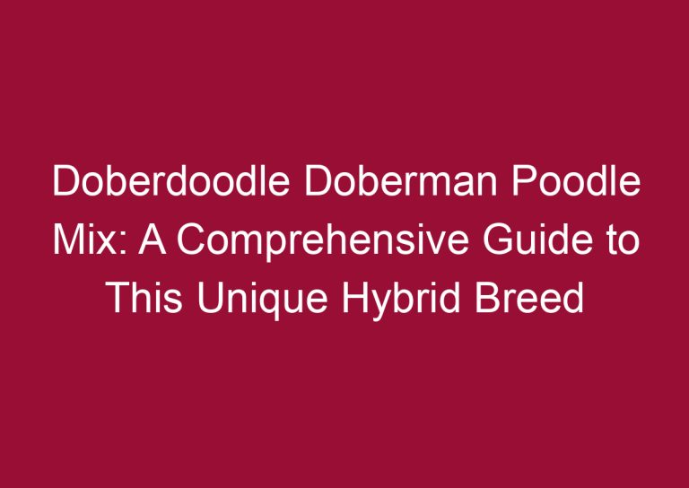 doberdoodle doberman poodle mix a comprehensive guide to this unique hybrid breed 3335
