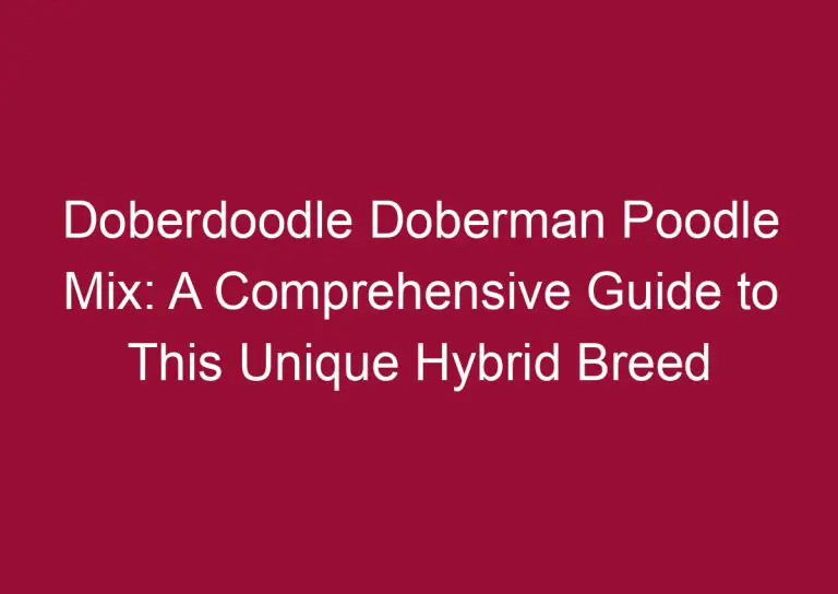 doberdoodle doberman poodle mix a comprehensive guide to this unique hybrid breed 3342