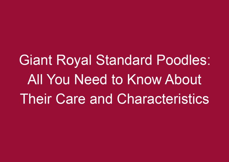giant royal standard poodles all you need to know about their care and characteristics 3321
