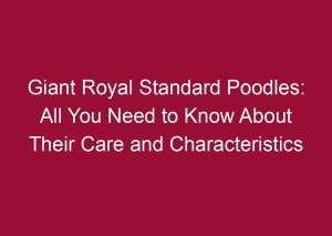 giant royal standard poodles all you need to know about their care and characteristics 3440