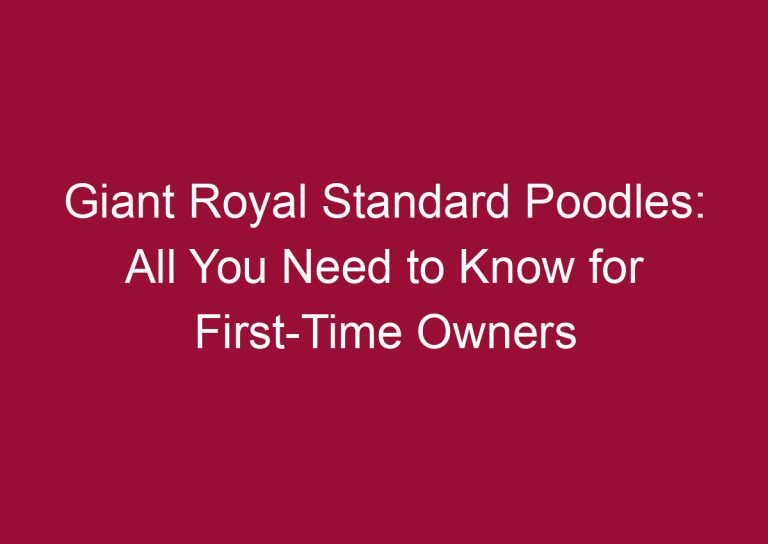 giant royal standard poodles all you need to know for first time owners 3284