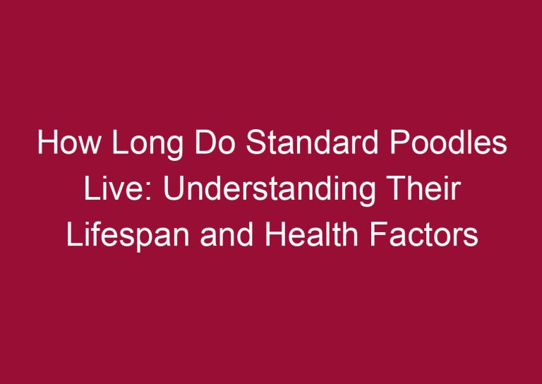 how long do standard poodles live understanding their lifespan and health factors 3337