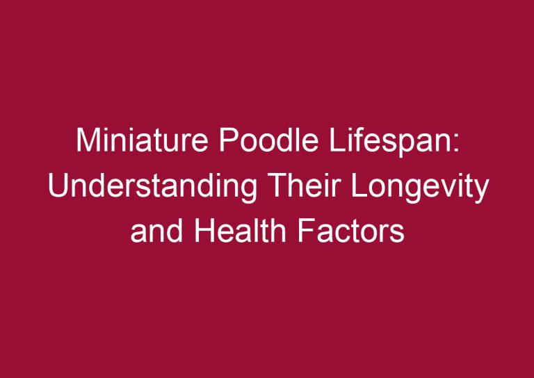 miniature poodle lifespan understanding their longevity and health factors 3344