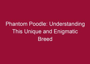 phantom poodle understanding this unique and enigmatic breed 3287