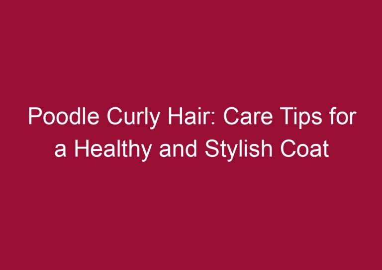 poodle curly hair care tips for a healthy and stylish coat 3319
