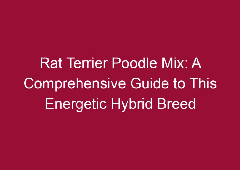 rat terrier poodle mix a comprehensive guide to this energetic hybrid breed 3333